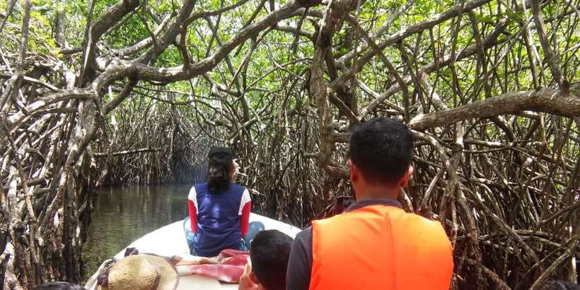 West coast Beach, River Mangroves lagoon, Wildlife boat Tour - Why the Madu Ganga mangroves feel different from a typical boat ride