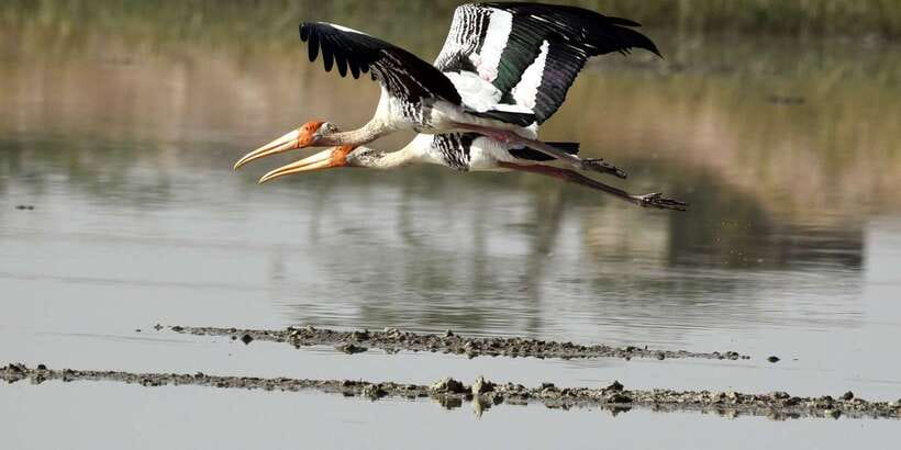 West coast Beach, River Mangroves lagoon, Wildlife boat Tour - An island Buddhist temple and the mask museum, culture you can actually look at