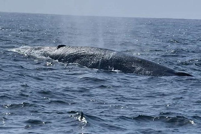 Whale & Dolphin Watching Day Tour including Handunugoda Teafactory - Who should book this whale and dolphin day trip?
