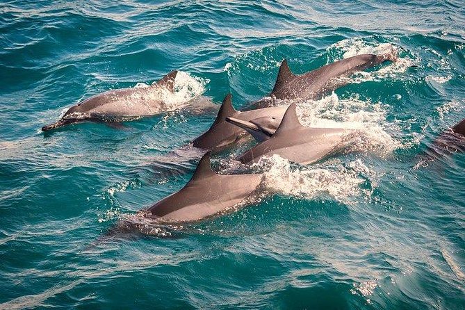 Whale & Dolphin Watching Day Tour including Handunugoda Teafactory - Stilt fishermen in Sri Lanka: a quick stop with real tradition