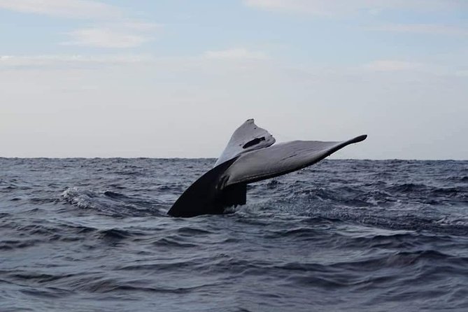 Whale & Dolphin Watching Tour in Trincomalee | Scenic Boat Ride - Key things I’d watch for before you book