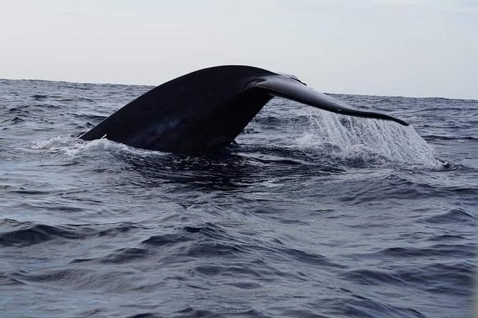 Whale & Dolphin Watching Tour in Trincomalee | Scenic Boat Ride - The 3-hour cruise from Pigeon Island Tours, what it really means