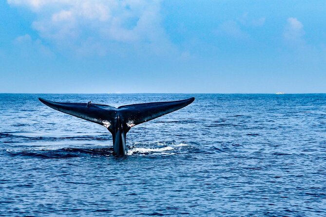 Whale & Dolphin Watching Trincomalee - The 5:45 AM departure that drives the whole experience