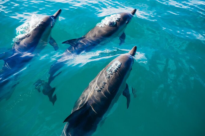 Whale & Dolphin Watching Trincomalee - What you might see off Trincomalee’s east coast