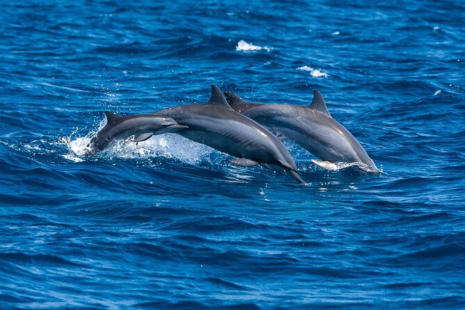 Whale & Dolphin Watching Trincomalee - Price and value: $65 per person, what it covers, and when to compare
