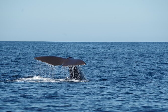 Whale & Dolphin Watching Trincomalee - Group size, privacy, and who this suits best