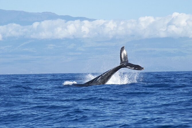 Whale & Dolphin Watching Trincomalee - A few smart checks before you hand over your money