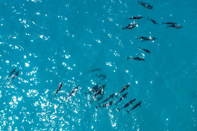 Whale & Dolphin Watching Trincomalee - Private motor boat time, and why the pacing feels better