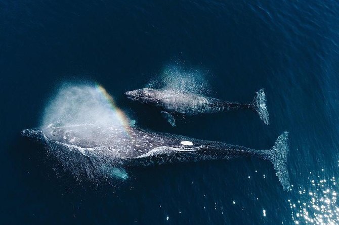 Whale Watching Experience in Mirissa - Key Highlights You’ll Actually Care About
