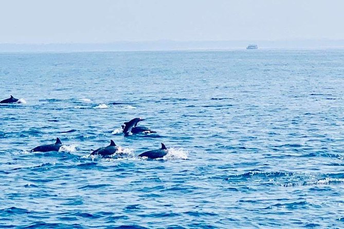 Whale Watching Experience in Mirissa - Double-Decker Boat Comfort and On-Board Crew Work