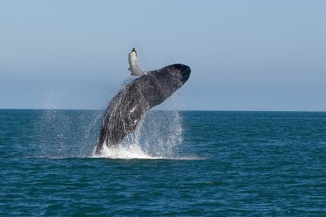 Whale Watching From Colombo - The 4:00 am Start and the Ride Down the Coast