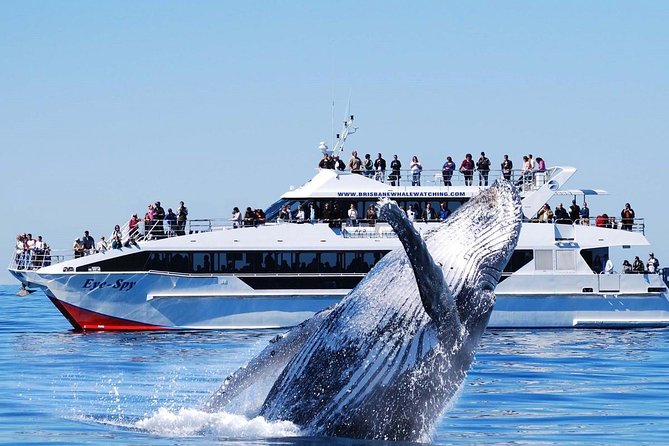 Whale Watching From Colombo - Whale Cruise From Mirissa Harbor: Boats, Decks, and Likely Sightings
