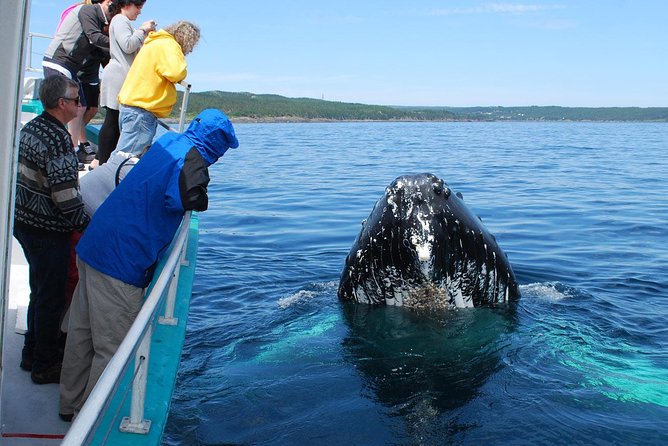 Whale Watching From Colombo - Onboard Breakfast, Coffee, and How to Stay Comfortable at Sea