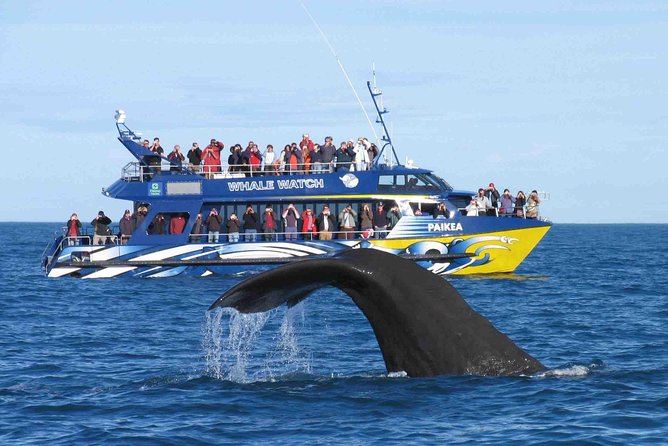 Whale Watching From Colombo - Who This Whale Watching Tour Fits Best