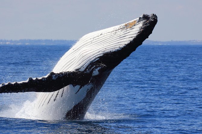 Whale Watching From Colombo - Price and Logistics: What You Are Really Paying For