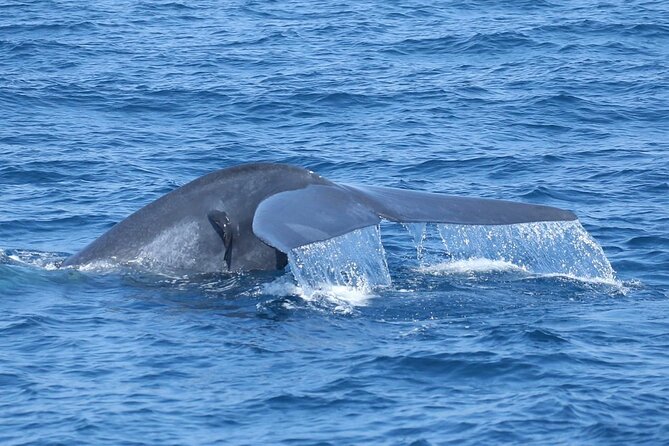 Whale Watching Mirissa with ( WWC ) - Onboard breakfast, coffee, and snacks that keep the morning easy
