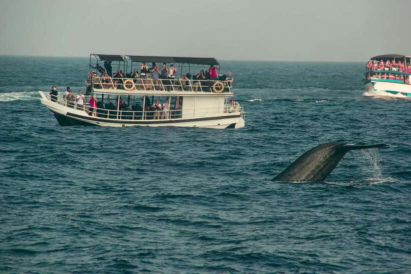 Whale Watching Tour with Transfers - Key things to know before you go