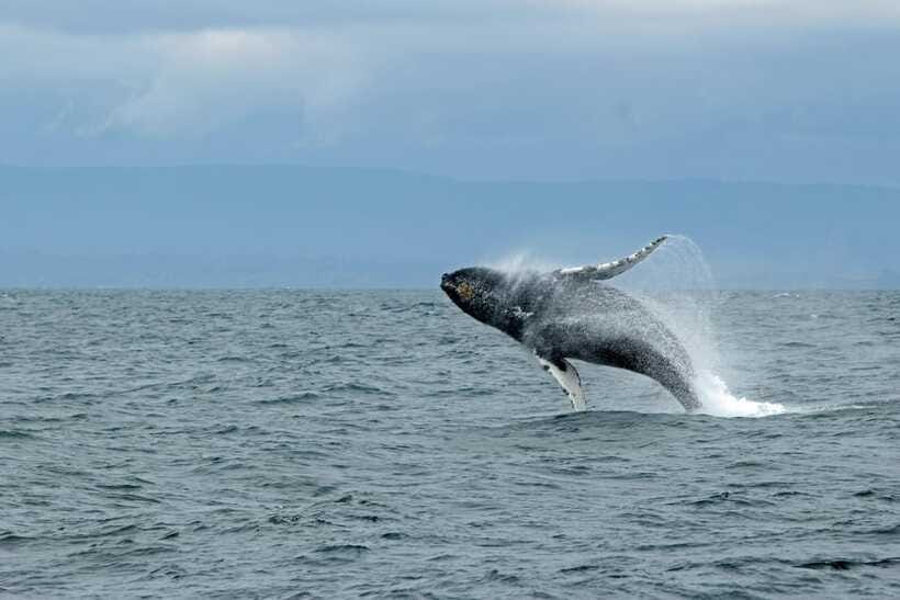 Whale Watching Tour with Transfers - The whale lineup: blue, sperm, fin, killer, and Bryde’s
