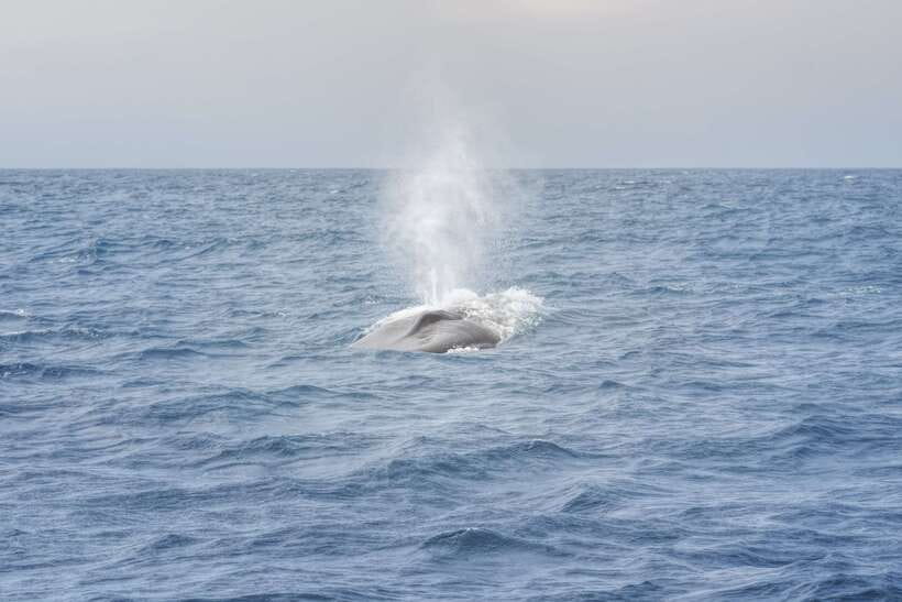 Whale Watching Tour with Transfers - Price and logistics: is $175 per person worth it?