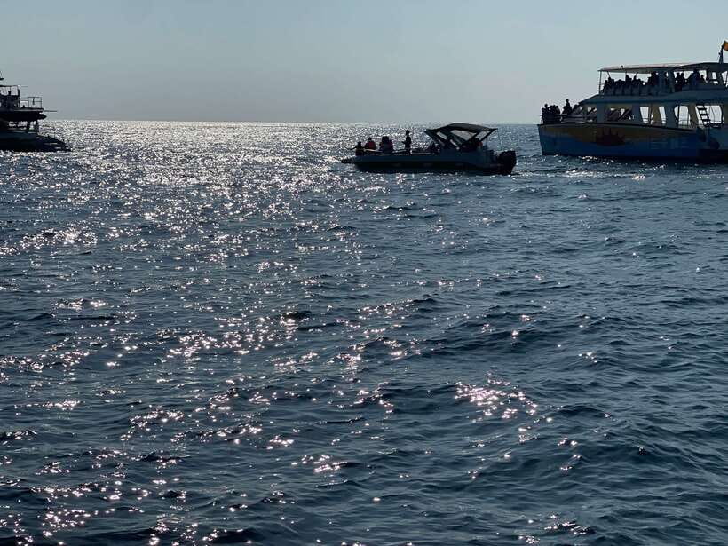 Whale Watching Tour with Transfers - Who this tour suits best, and who should reconsider