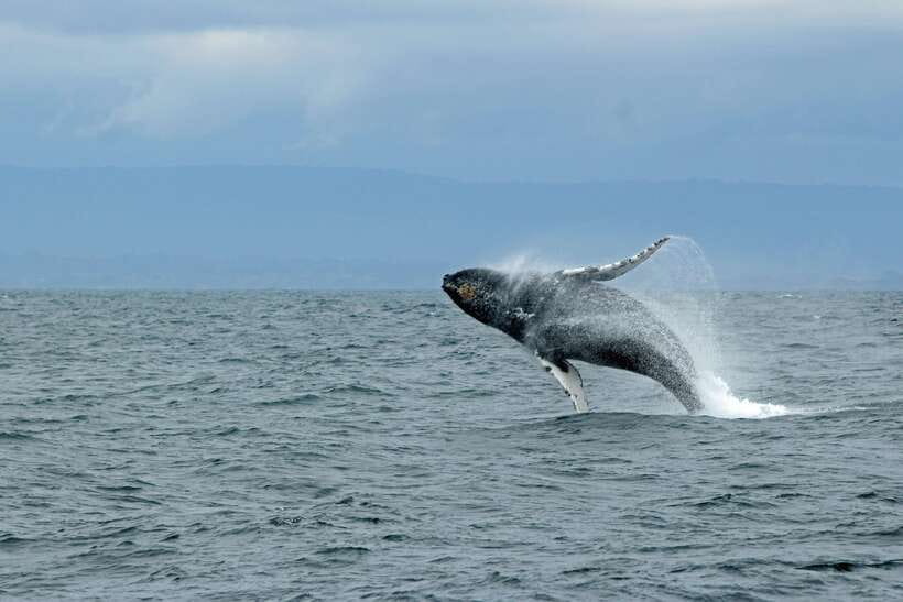 Whale Watching Tour with Transfers - Mirissa Harbor at sunrise level: what you do before boarding