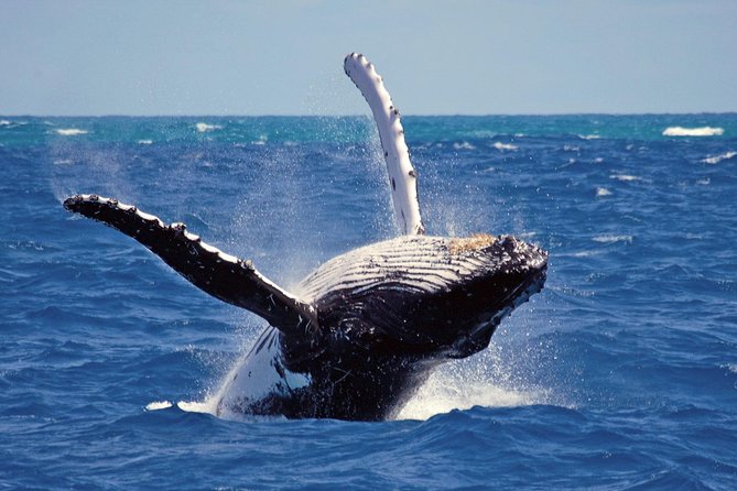 Whales and Dolphins Watching Mirissa - Why this Mirissa whale and Galle Fort combo feels worth it