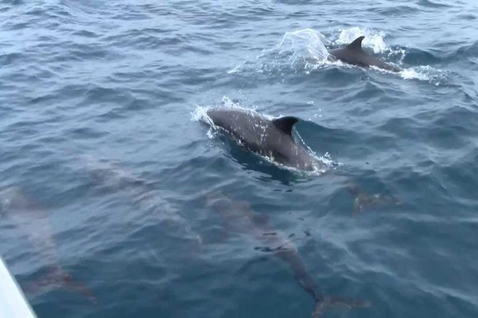 Whales and Dolphins Watching Mirissa - Pickup, snacks, and the lunch gap you should plan for