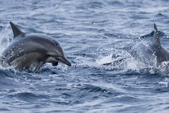 Whales and Dolphins Watching Mirissa - Price and value: what you pay for, and what you should budget extra
