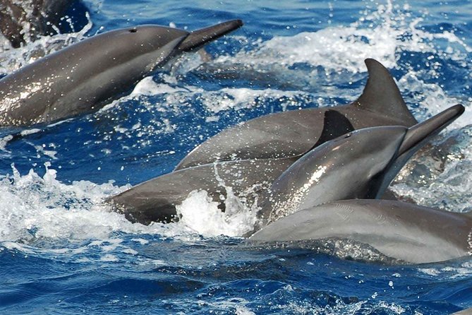 Whales and Dolphins Watching Mirissa - Who should book this tour, and who might skip it