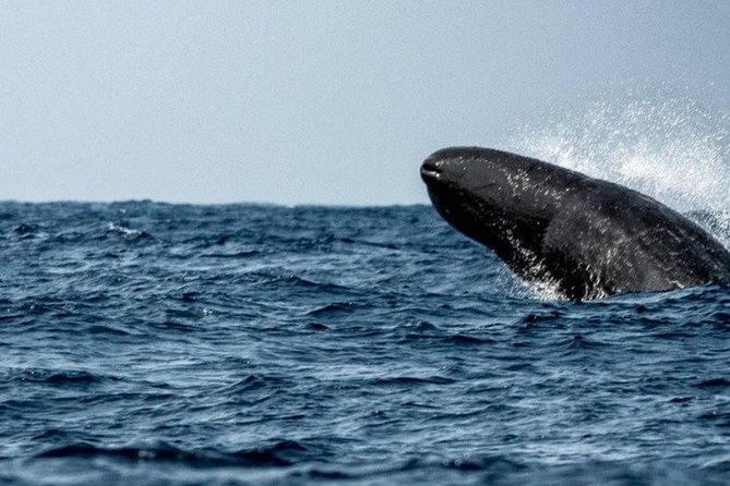 Whales and Dolphins Watching Mirissa - Should you book Whales and Dolphins Watching Mirissa with Galle and moonstone?