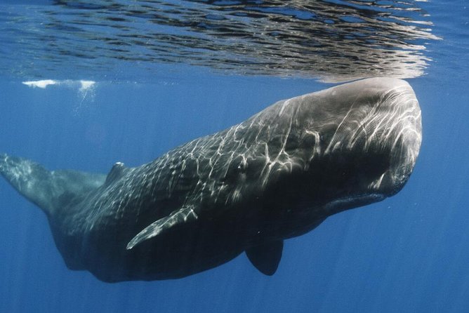 Whales and Dolphins Watching Mirissa - The boat trip reality: whales and dolphins, plus a weather check