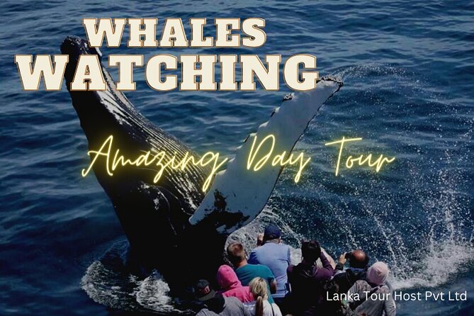 Whales Watching Mirissa Day Tour - Price and Logistics: Is $260 Per Person Good Value?
