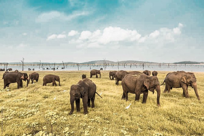 Wild Elephant Safari in Minneriya National Park - Quick takeaways