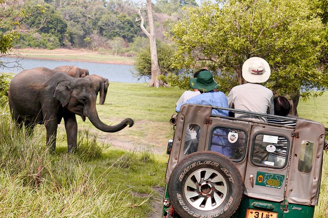 Wild Elephant Safari in Minneriya National Park - Your 3-hour private 4x4 route in Minneriya