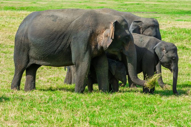 Wild Elephant Safari in Minneriya National Park - Entrance tickets and how the price really works