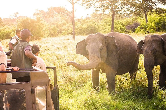 Wild Elephant Safari in Minneriya National Park - Wildlife targets: what you can realistically hope for