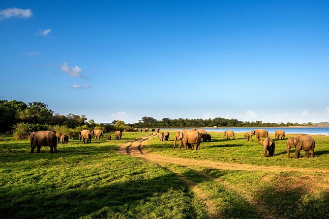 Wild Elephant Safari in Minneriya National Park - Comfort, safety, and what to bring for a 4x4 day