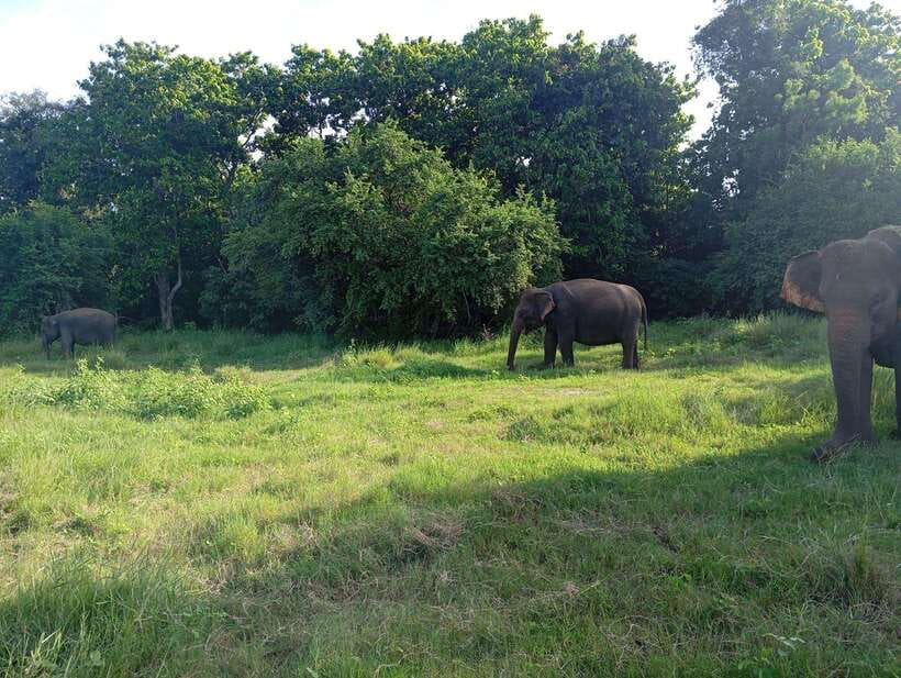 Wildlife experience at Minneriya National Park Safari - Elephant herds, deer, and the slower moments that matter