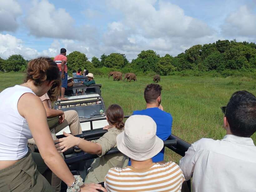 Wildlife experience at Minneriya National Park Safari - Birdwatching is not an afterthought here