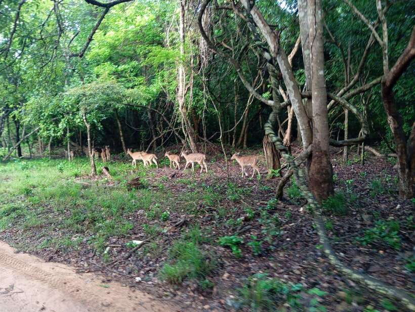 Wildlife experience at Minneriya National Park Safari - It’s a small-group safari, and that changes how you see animals