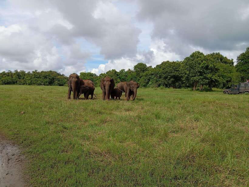 Wildlife experience at Minneriya National Park Safari - Price and value, including the part people forget to budget