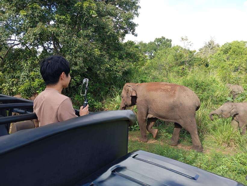 Wildlife experience at Minneriya National Park Safari - Hurululu Park as a possible alternative