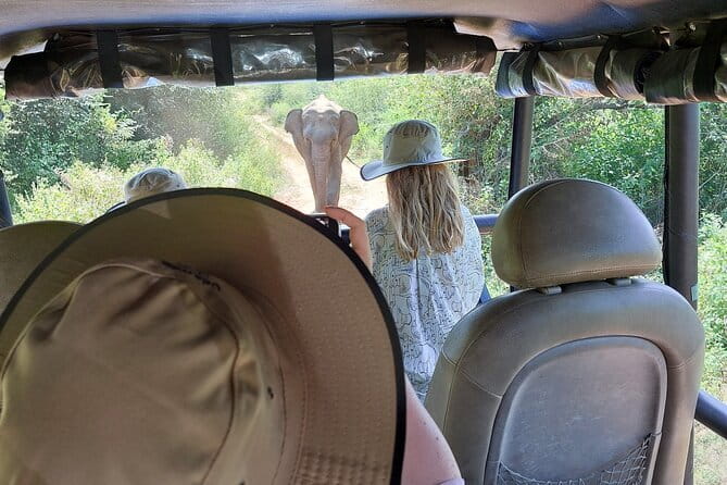 Wildlife Safari Yala National park - Weather Matters More Than You Think for This Safari Day