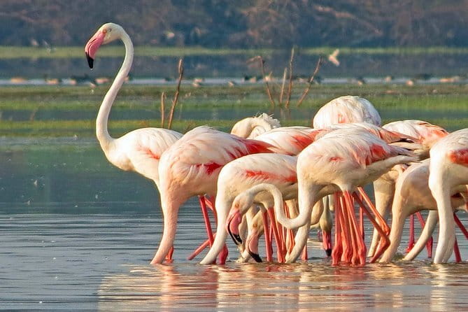 Wildlife Safari Yala National park - Who This Tour Suits Best, and Who Might Want Another Option