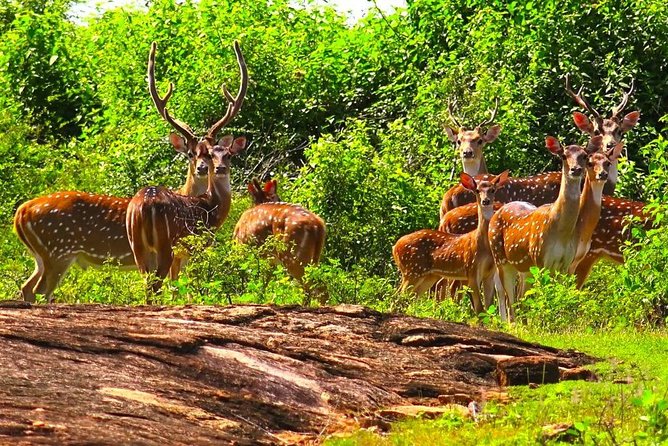 Wildlife Sri Lanka Tour 10 Days - Day 6 tea country day: Ramboda Falls, Nuwara Eliya, Gregory Lake, Hakgala