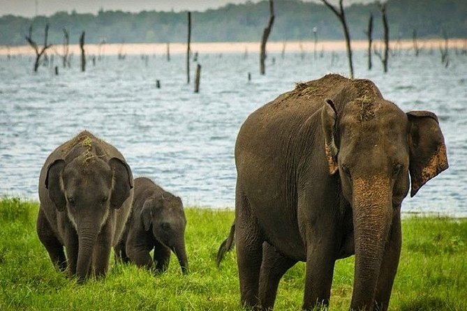 Wildlife Sri Lanka Tour 10 Days - Day 7 Horton Plains National Park: cloud forest at altitude