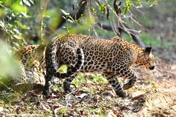 Wilpattu Half Day Safari From Anuradhapura - Key things to know before you go