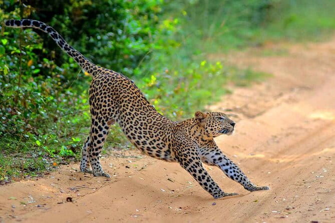 Wilpattu Half Day Safari From Anuradhapura - Wilpattu’s cultural side, and why it adds meaning to wildlife time