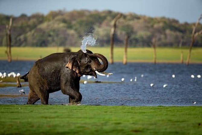 Wilpattu Half Day Safari From Anuradhapura - Price and value: what $73 really buys you from Anuradhapura