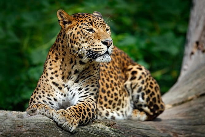 Wilpattu Half Day Safari From Anuradhapura - Who should book this safari, and who might want to adjust expectations